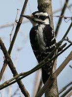 Hairy Woodpecker - Picoides villosus