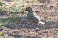 Fernandina's Flicker - Colaptes fernandinae