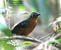 Plumbeous Antbird - Myrmeciza hyperythra