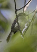 Fuscous Flycatcher - Cnemotriccus fuscatus