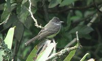 Pale-edged Flycatcher - Myiarchus cephalotes