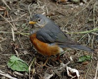 Gray-backed Thrush - Turdus hortulorum