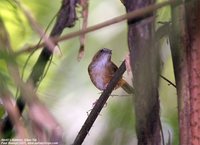 Abbott's Babbler - Malacocincla abbotti