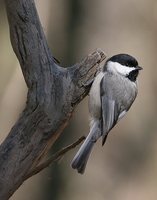 Carolina Chickadee - Poecile carolinensis