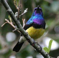 Variable Sunbird - Cinnyris venustus