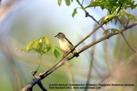 Scarlet-backed Flowerpecker - Dicaeum cruentatum