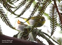 Everett's White-eye - Zosterops everetti