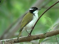 White-throated Honeyeater - Melithreptus albogularis