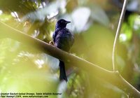 Greater Racket-tailed Drongo - Dicrurus paradiseus