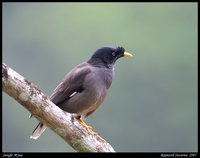 Jungle Myna - Acridotheres fuscus