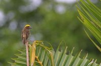 Baya Weaver - Ploceus philippinus