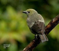 Palm Tanager - Thraupis palmarum