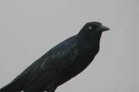 Great-tailed Grackle - Quiscalus mexicanus