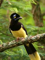 Plush-crested Jay (Nick Athanas)