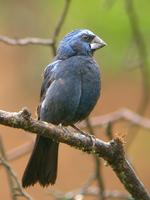 Ultramarine Grosbeak male (Nick Athanas)