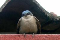 Brown-bellied Swallow