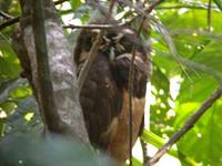 Spectacled Owl