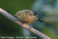 Palm Tanager (Thraupis palmarum)