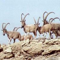 Sindh Ibex