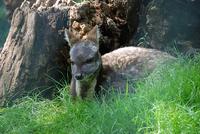 Central Chinese Goral