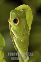 Red eyed Tree Frog ( Agalychnis callidryas ) on leaf stock photo