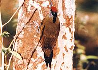 Black-naped-Woodpecker