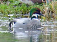 Above: Falcated Duck : 29 January 2005, Coburg, Oregon