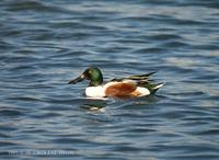 넓적부리 Shoveler Anas clypeata