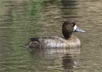 A female Lesser Scaup, pictured at right, was seen at the wetland in November 2004.