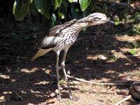 Bush Stone-curlew