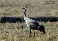 검은목두루미(Grus grus) (Common Crane)