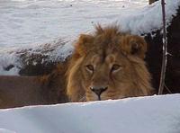 Photograph of a male Asiatic Lion Panthera leo persica