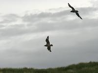 Stercorarius skua