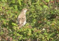 Étourneau       roselin juv. (Sturnus roseus)