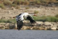 White Stork (Ciconia ciconia)