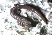 : Batrachoseps campi