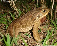 : Bufo schneideri; Cururu Toad