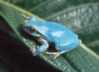 : Hyla meridionalis; Mediterranean Tree Frog