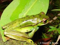 : Hypsiboas marginatus