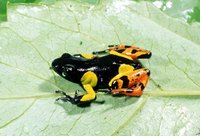 : Mantella sp.; Hybrid Mantella