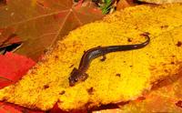 : Plethodon angusticlavius; Ozark Salamander