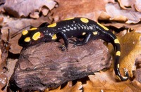 : Salamandra algira; Algerian Salamander