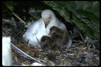 : Chionis alba; Snowy Sheathbill