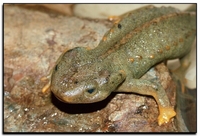 : Tylototriton vietnamensis