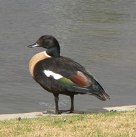 : Tadorna tadornoides; Australian Shelduck