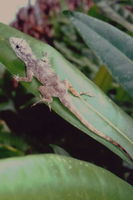 : Anolis distichus; Bark Anole