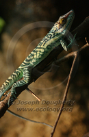 : Anolis smallwoodi palardis