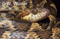 : Leptodeira annulata ashmeadi; Cat-eyed Snake