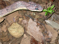 : Pseustes poecilonotus