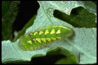 : Strymon saepium; Hedgerow Hairstreak Butterfly